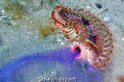 Red Tipped Fireworm (sez Ms. Suzan) vacuuming up a jelly ... by Kevin Bryant 